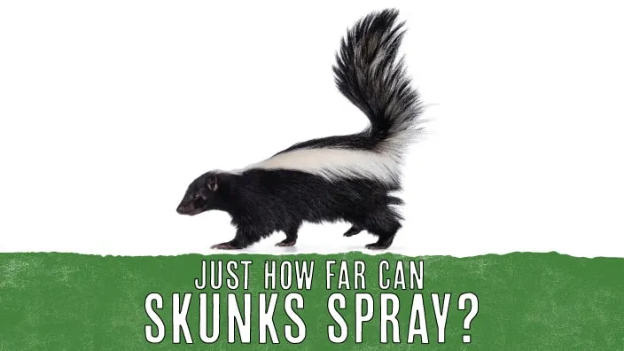 How Far Can a Skunk Spray? Understanding Skunk Defense Mechanisms