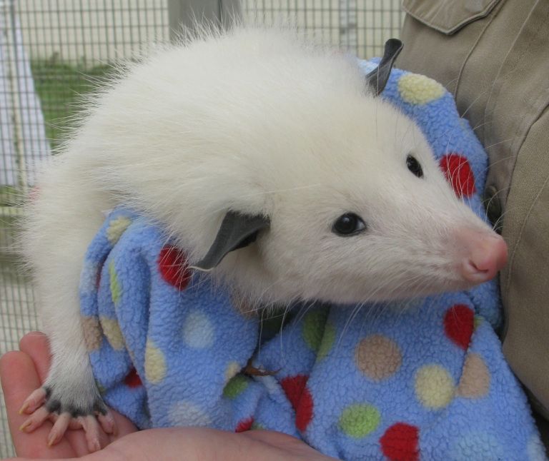 Are Possums Good Pets? Candid Insights and Actionable Guidance