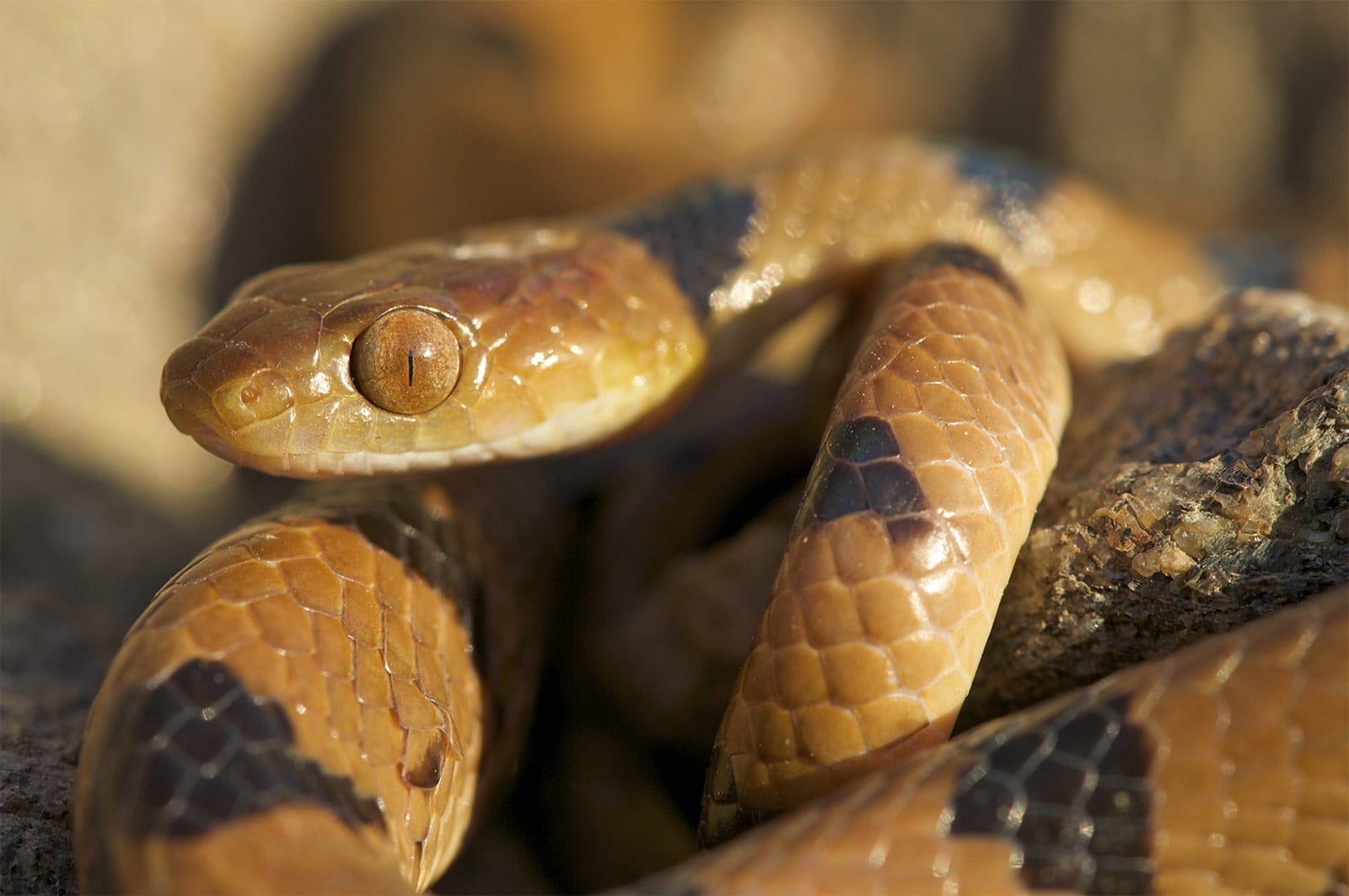 Snakes & Reptiles: Complete Guide for Enthusiasts and Beginners