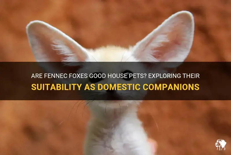 Fennec Foxes as Pets: What Every Prospective Owner Should Know