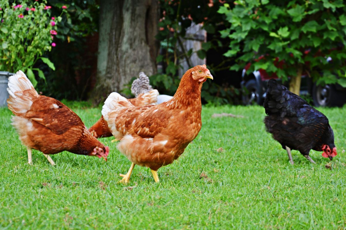 Backyard Chickens: How Many to Raise for a Family of Four