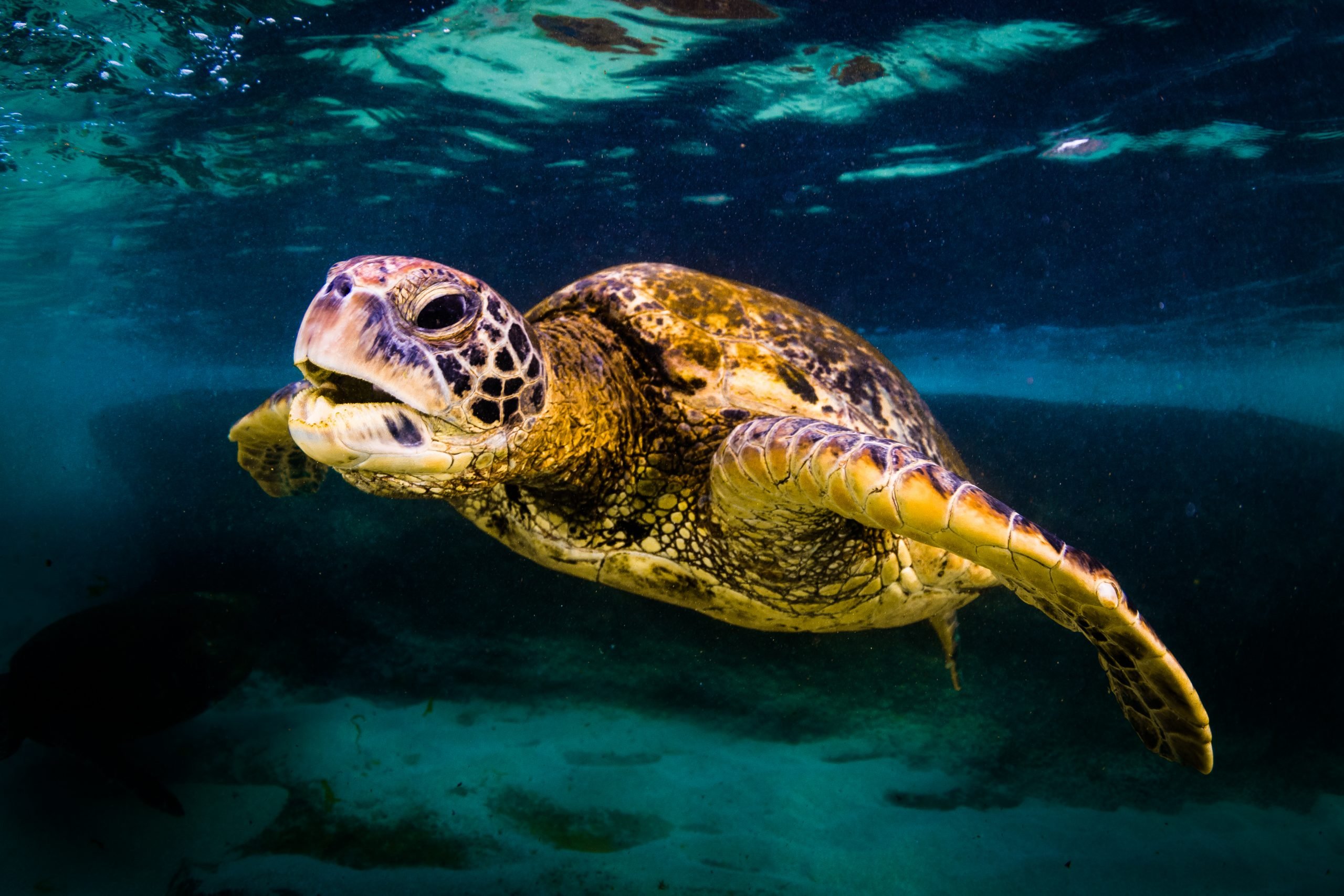 Turtles as Pets for Kids: Complete Guide for Parents