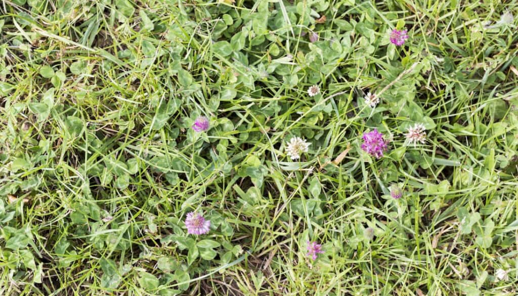 Roundup Drying Time: Complete Pet Safety Guide for Herbicide Application