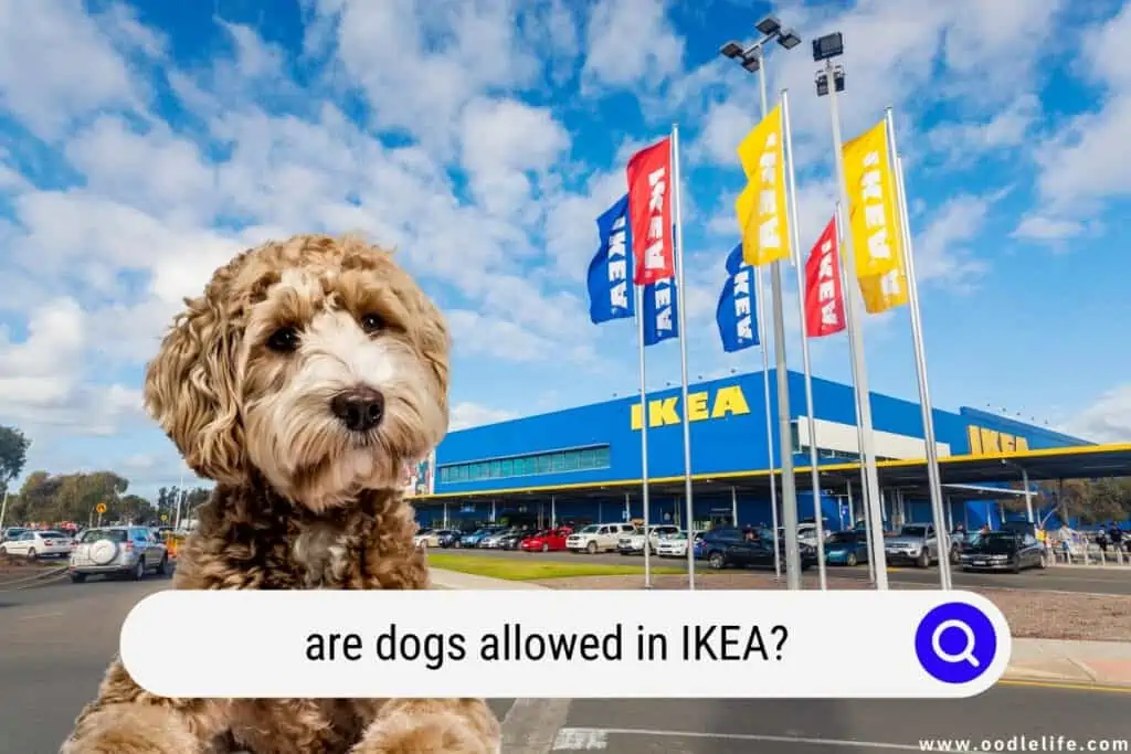 IKEA Pet Policy: Complete Guide to Shopping with Your Furry Friends