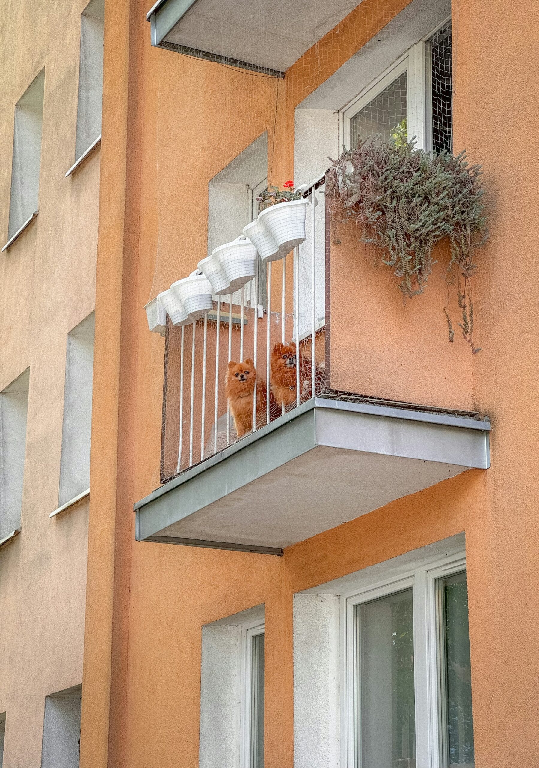 Smart Vertical Tomato Trellis Solutions for Balcony Gardens