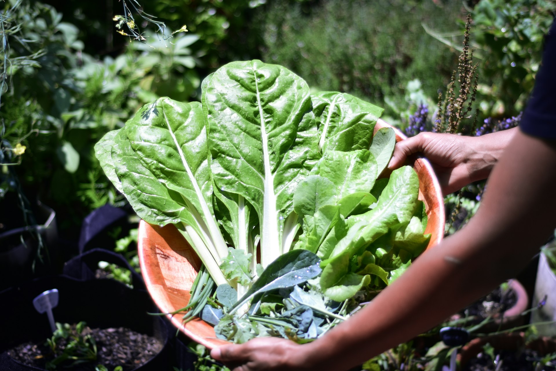 How Community Gardens Transform Nutrition and Access to Healthy Food
